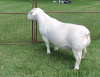 LOT 68 1X WHITE DORPER RAM T 5 IZAK NEL WIT DORPERS