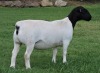 LOT 57 2X DORPERS OOI/EWE PREGNANT STUD IZAK NEL DORPERS(Pay per animal to take the lot)