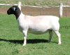 LOT 57 2X DORPERS OOI/EWE PREGNANT STUD IZAK NEL DORPERS(Pay per animal to take the lot) - 2