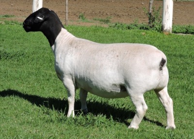 LOT 58 2X DORPERS OOI/EWE PREGNANT STUD IZAK NEL DORPERS (Pay per animal to take the lot)