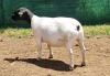 LOT 58 2X DORPERS OOI/EWE PREGNANT STUD IZAK NEL DORPERS (Pay per animal to take the lot) - 2