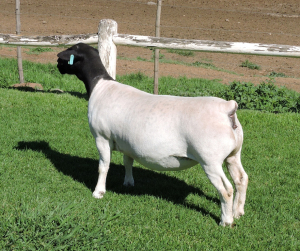 LOT 46 1X DORPERS OOI/EWE PREGNANT T5 IZAK NEL DORPERS