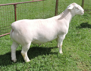 LOT 71 1X WHITE DORPER RAM STUD IZAK NEL WIT DORPERS