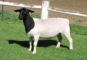LOT 59 2X DORPERS OOI/EWE PREGNANT STUD IZAK NEL DORPERS (Pay per animal to take the lot)