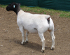 LOT 59 2X DORPERS OOI/EWE PREGNANT STUD IZAK NEL DORPERS (Pay per animal to take the lot) - 2