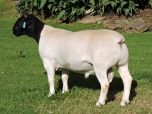 LOT 74 1X DORPERS RAM FLOCK IZAK NEL DORPERS