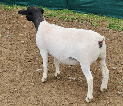 LOT 56 1X DORPERS OOI/EWE PREGNANT T5 IZAK NEL DORPERS