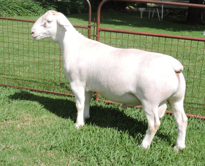 LOT 72 1X WHITE DORPER RAM STUD IZAK NEL WIT DORPERS