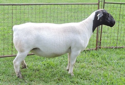 LOT 60 2X DORPERS OOI/EWE PREGNANT STUD IZAK NEL DORPERS (Pay per animal to take the lot)