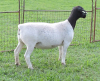 LOT 60 2X DORPERS OOI/EWE PREGNANT STUD IZAK NEL DORPERS (Pay per animal to take the lot) - 2