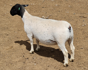 LOT 50 1X DORPERS OOI/EWE PREGNANT T5 IZAK NEL DORPERS