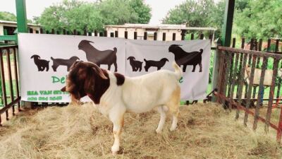 WITHDRAW - 1x BOER GOAT RAM DELTRADE BOERBOKSTOET