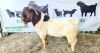 WITHDRAW - 1x BOER GOAT RAM DELTRADE BOERBOKSTOET - 2