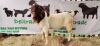 WITHDRAW - 1x BOER GOAT RAM DELTRADE BOERBOKSTOET - 3