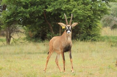 LOT 107 1x BASTER GEMSBOK BUL/ROAN BULL