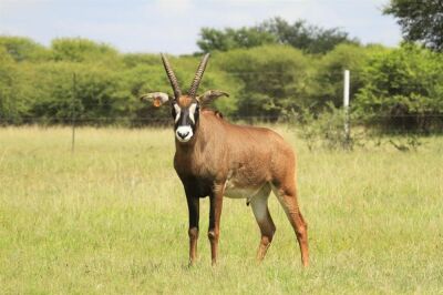 LOT 108 1x BASTER GEMSBOK BUL/ROAN BULL