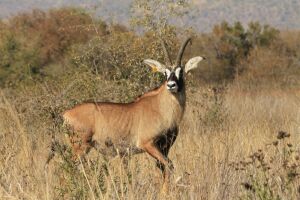 LOT 109 1x BASTER GEMSBOK BUL/ROAN BULL