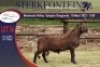 ONTTREK - 1X MEATMASTER RAM STERKFONTEIN MEATMASTERS - 6