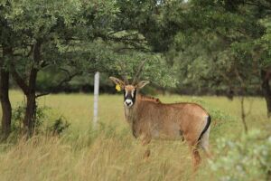 LOT 110 1x BASTER GEMSBOK BUL/ROAN BULL