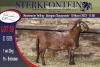 1X MEATMASTER RAM STERKFONTEIN MEATMASTERS - 3