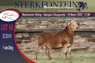 1X MEATMASTER RAM STERKFONTEIN MEATMASTERS