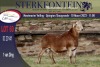 1X MEATMASTER RAM STERKFONTEIN MEATMASTERS - 3