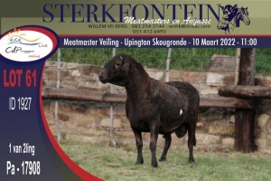 1X MEATMASTER RAM STERKFONTEIN MEATMASTERS