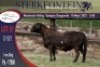 1X MEATMASTER RAM STERKFONTEIN MEATMASTERS - 2