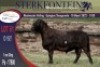 1X MEATMASTER RAM STERKFONTEIN MEATMASTERS - 3