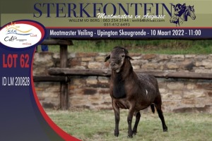 1X MEATMASTER RAM STERKFONTEIN MEATMASTERS