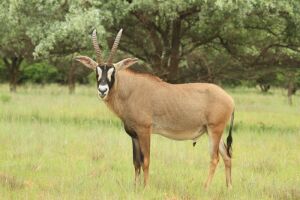 LOT 111 2x BASTER GEMSBOK BUL/ROAN BULL(PER STUK OM LOT TE NEEM/PER PIECE TO TAKE THE LOT) PHOTO EXAMPLE OF ANIMAL