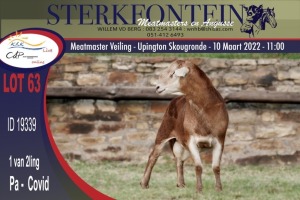 1X MEATMASTER RAM STERKFONTEIN MEATMASTERS