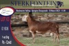 1X MEATMASTER RAM STERKFONTEIN MEATMASTERS - 2