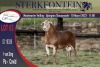 1X MEATMASTER RAM STERKFONTEIN MEATMASTERS - 3