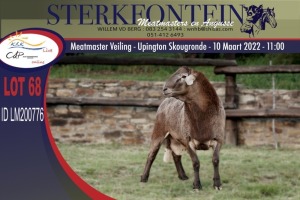 1X MEATMASTER RAM STERKFONTEIN MEATMASTERS