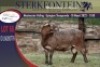 1X MEATMASTER RAM STERKFONTEIN MEATMASTERS - 3