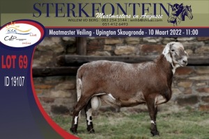 1X MEATMASTER RAM STERKFONTEIN MEATMASTERS