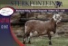 1X MEATMASTER RAM STERKFONTEIN MEATMASTERS