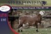 1X MEATMASTER RAM STERKFONTEIN MEATMASTERS - 2