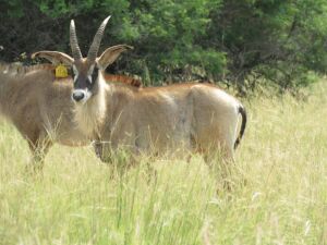 LOT 112 2x BASTER GEMSBOK BUL/ROAN BULL(PER STUK OM LOT TE NEEM/PER PIECE TO TAKE THE LOT) 