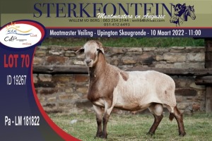 1X MEATMASTER RAM STERKFONTEIN MEATMASTERS