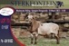 1X MEATMASTER RAM STERKFONTEIN MEATMASTERS - 3
