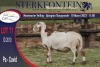 1X MEATMASTER RAM STERKFONTEIN MEATMASTERS