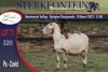 1X MEATMASTER RAM STERKFONTEIN MEATMASTERS - 2