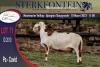 1X MEATMASTER RAM STERKFONTEIN MEATMASTERS - 3