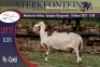 1X MEATMASTER RAM STERKFONTEIN MEATMASTERS - 3
