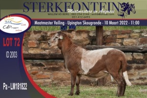 1X MEATMASTER RAM STERKFONTEIN MEATMASTERS