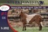 1X MEATMASTER RAM STERKFONTEIN MEATMASTERS - 3