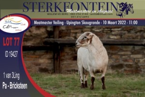 1X MEATMASTER RAM STERKFONTEIN MEATMASTERS