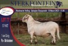 1X MEATMASTER RAM STERKFONTEIN MEATMASTERS - 3